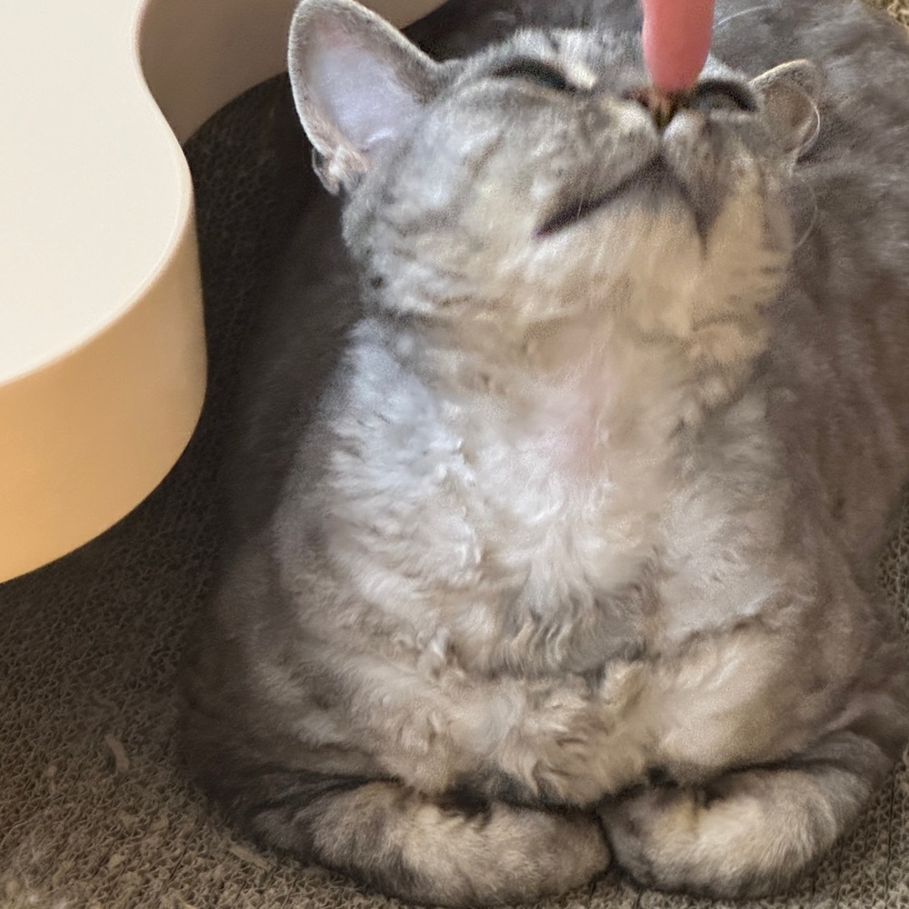 Meet your Posher, Tian